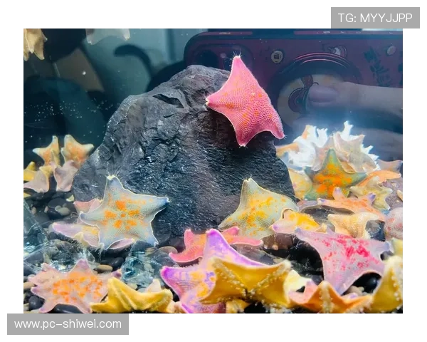 海星娱乐官网注册——加入海星，引领你的运动潮流与风尚