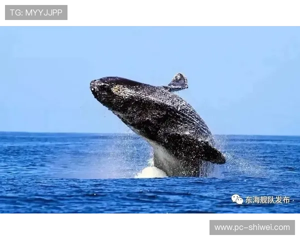 蓝鲸体育官网为玩家提供最佳在线游戏体验的平台 蓝鲸体育官网为玩家提供最佳在线游戏体验的平台